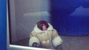 Ikea Monkey from this week.