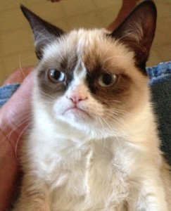 Tard - Grumpy Cat